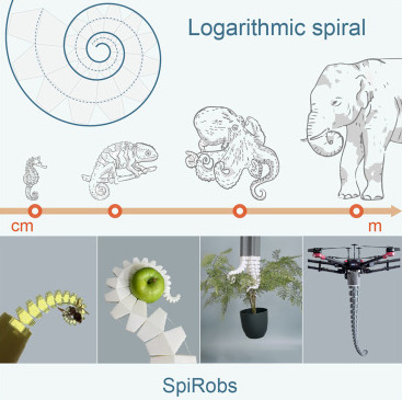 SpiRobs